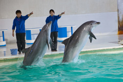 イルカショー３