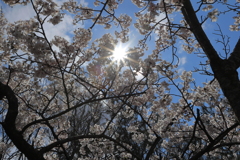 見上げればそこに