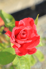 薔薇（赤）