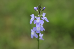 庭に勝手に咲く野草1
