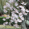 枝垂れ１