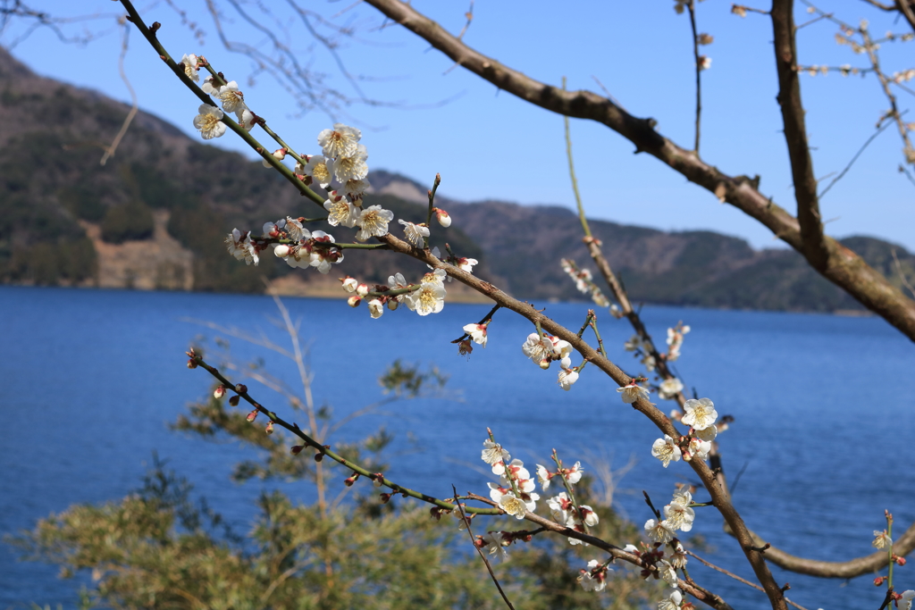 三方湖に映え