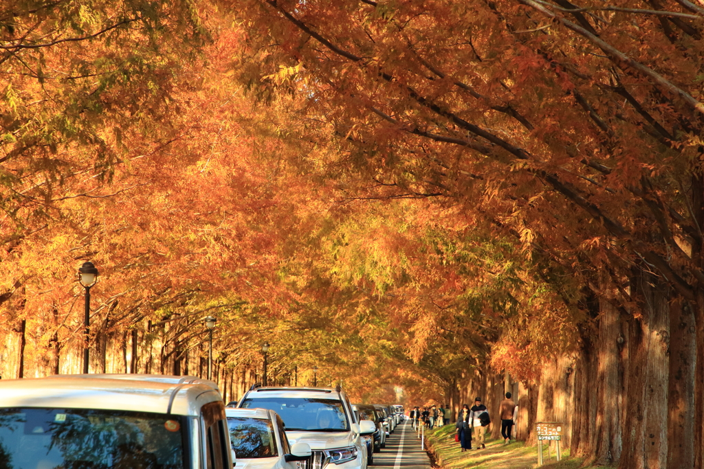 並木のトンネル