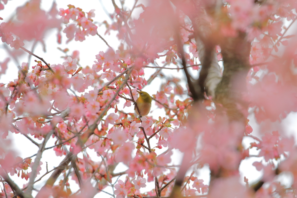 春ですね