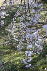 枝を垂らし