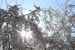 花見日和