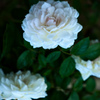 白薔薇