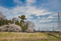 春日神社の桜とともに