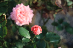 もう直ぐ華麗に