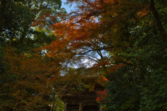 神護寺 楼門