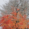 紅葉と初雪
