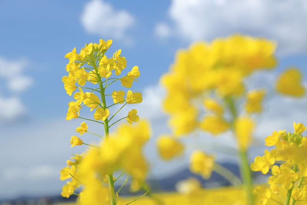 青空と雲と菜の花