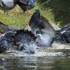 浴（久屋大通公園フラリエ）