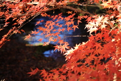 加茂別雷神社の紅葉４