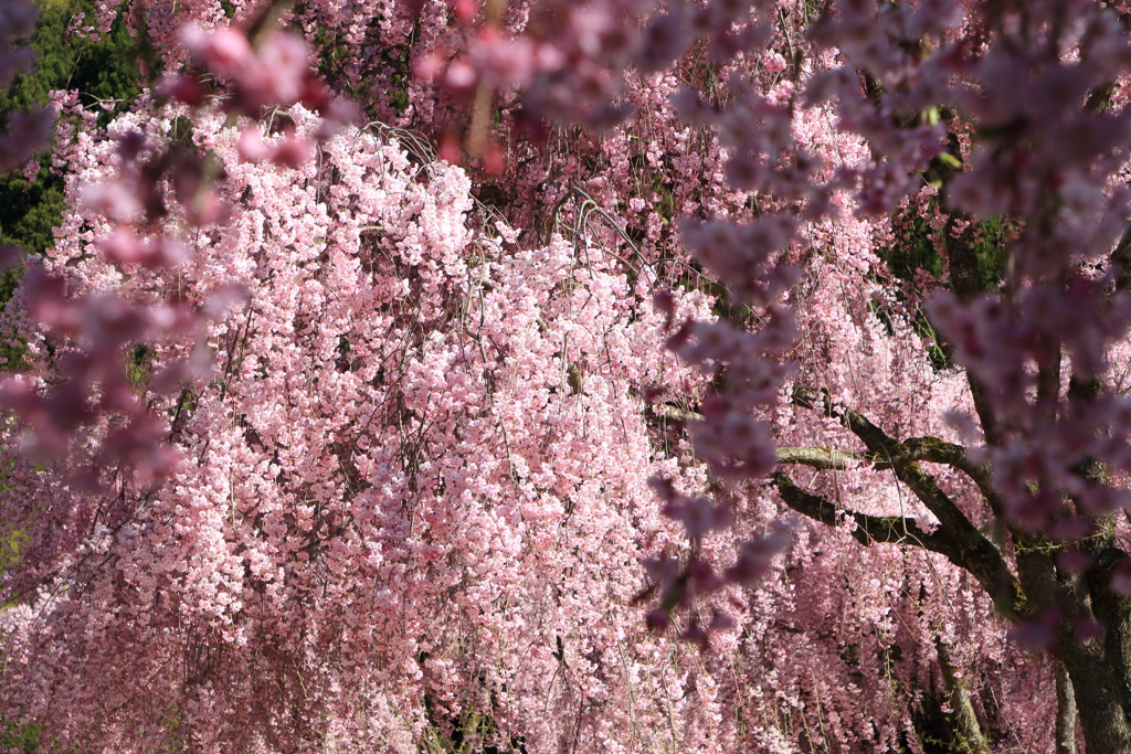 藤の花のように