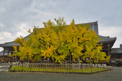 西本願寺 逆さ銀杏