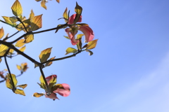 青空に向かい 青空に向かい