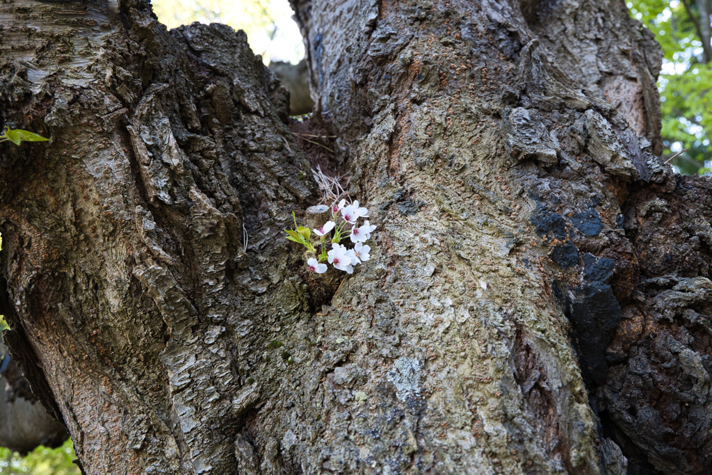 胴咲桜