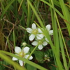 室堂の花８