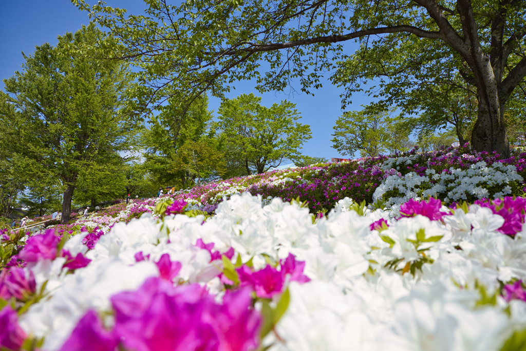 お花見日和