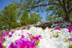 お花見日和