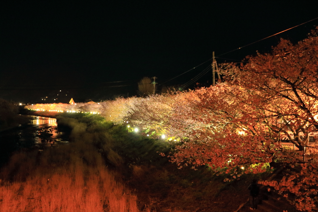 河津夜桜 vol.2