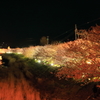河津夜桜 vol.2