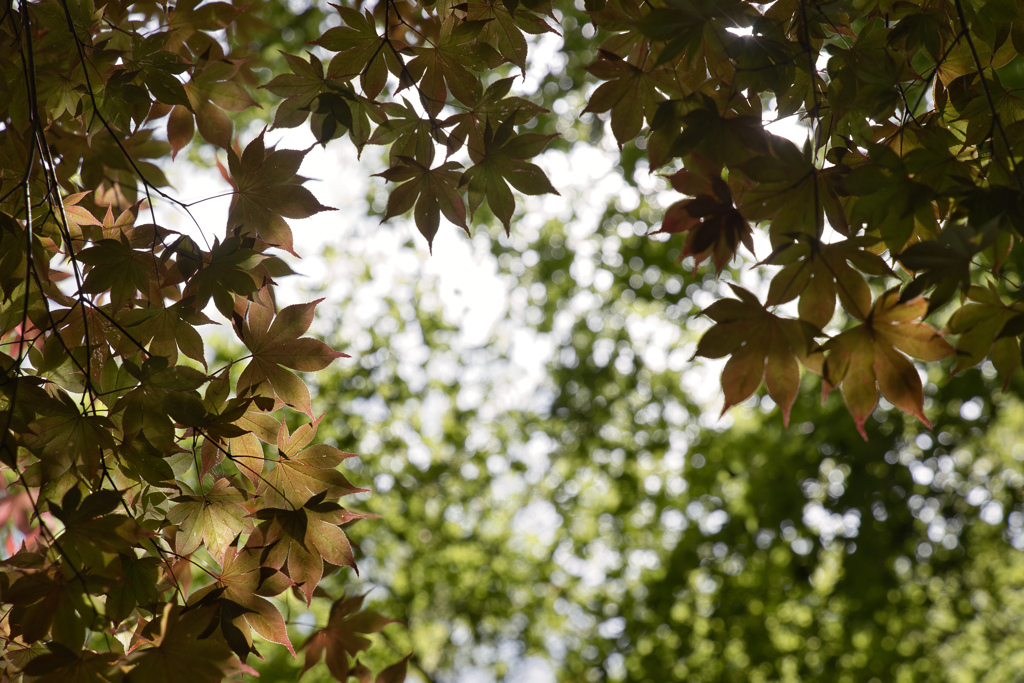 牧野植物園の木々