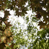 牧野植物園の木々