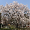 足羽山　枝垂れ桜