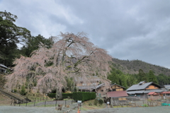 妙祐寺の枝垂れ桜４