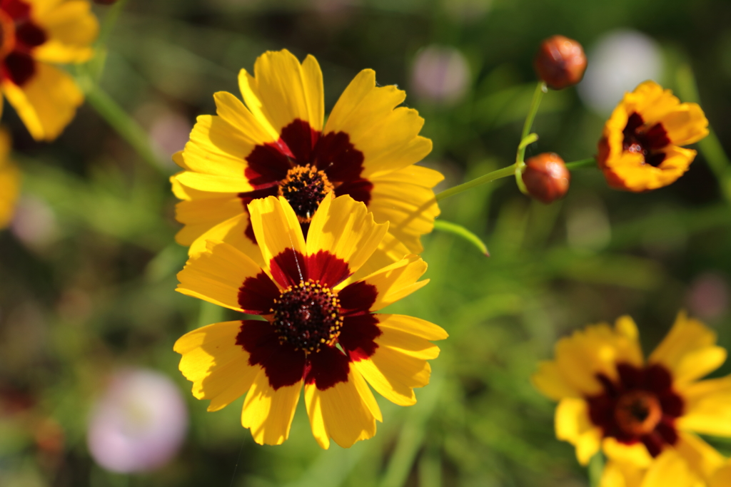 庭に咲く花　Vol.108