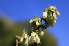 ブルーベリーの花 ブルーベリーの花