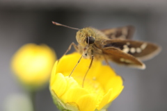 庭に咲く花　番外