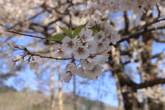 荘川桜　江戸彼岸桜