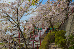 桜の階段