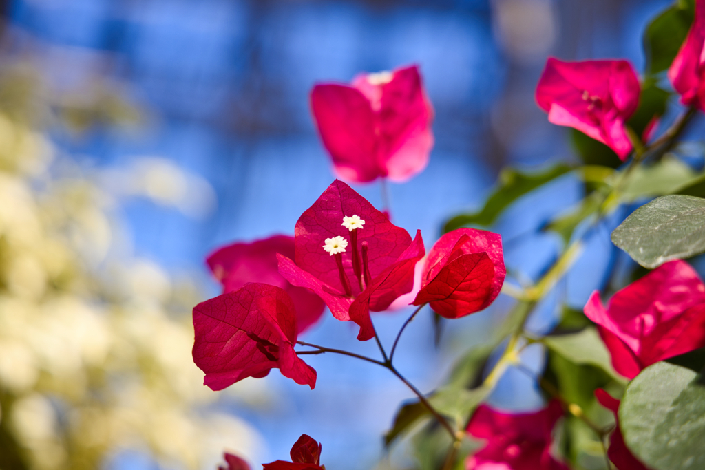 ブーゲンビリア