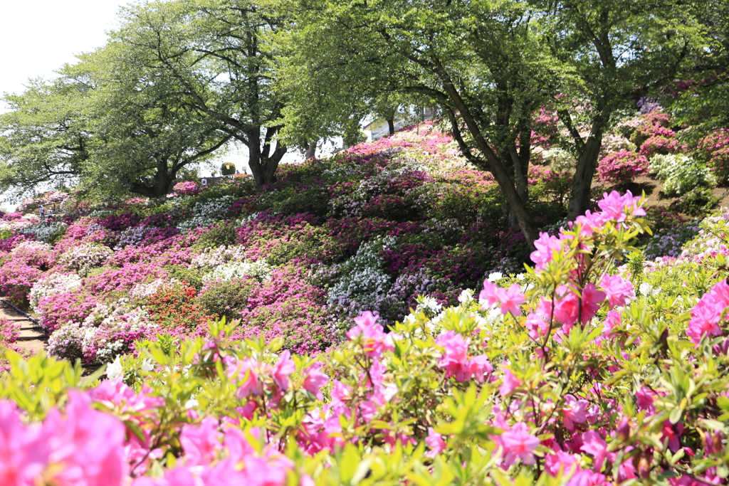 西山公園　つつじ祭り3