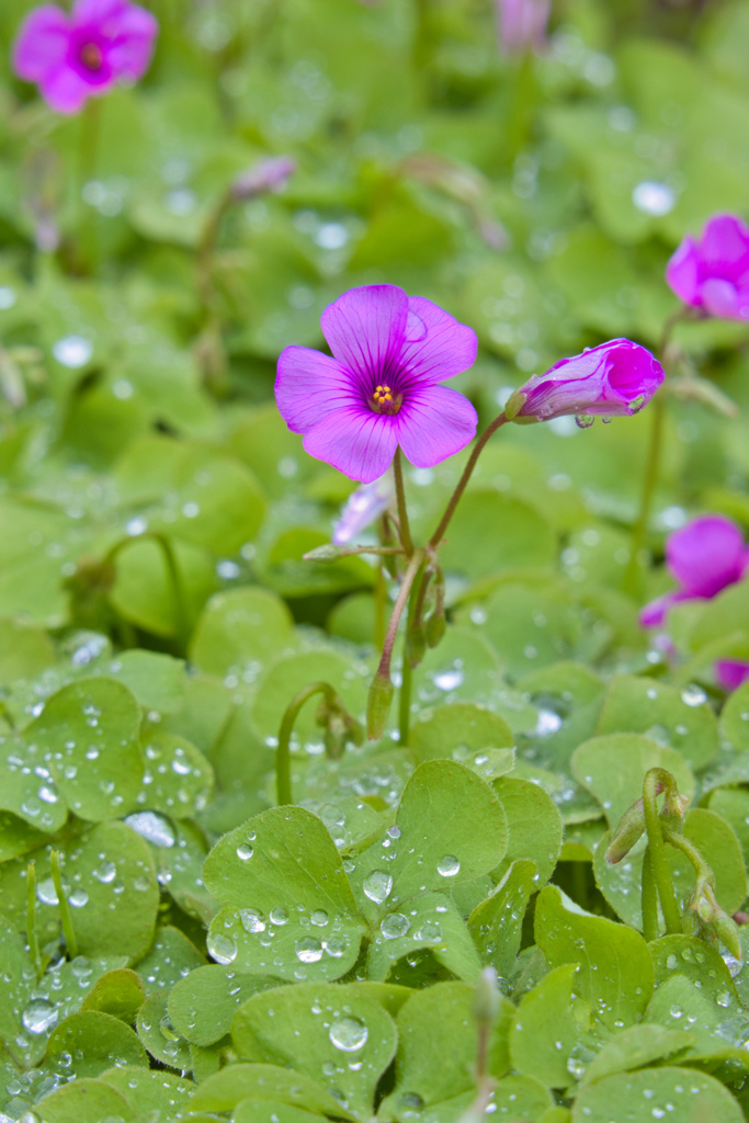 雨に歌う