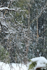 大雪の兆し