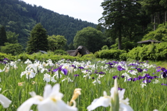 千古の家の花菖蒲2