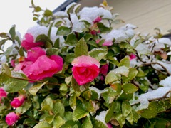 名残り雪に　No.2