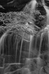 勝蓮花の滝４