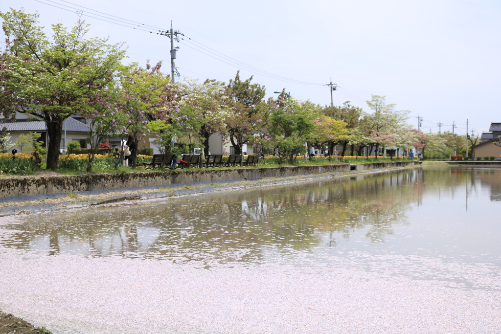 田圃の花筏