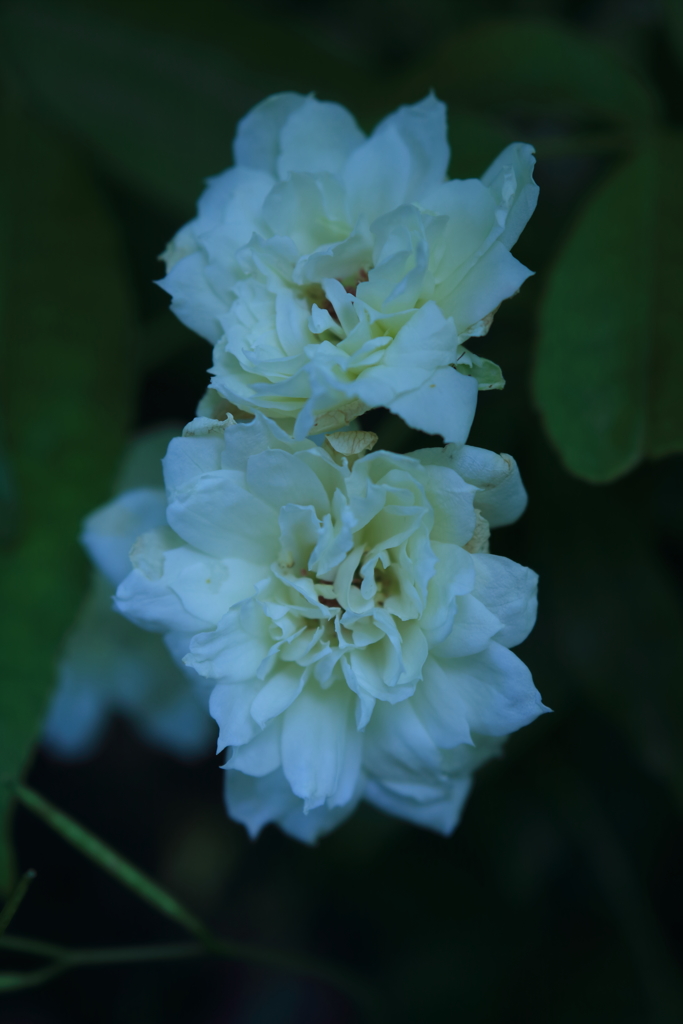 庭に咲く花　Vol.63