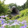 千古の家の菖蒲園1