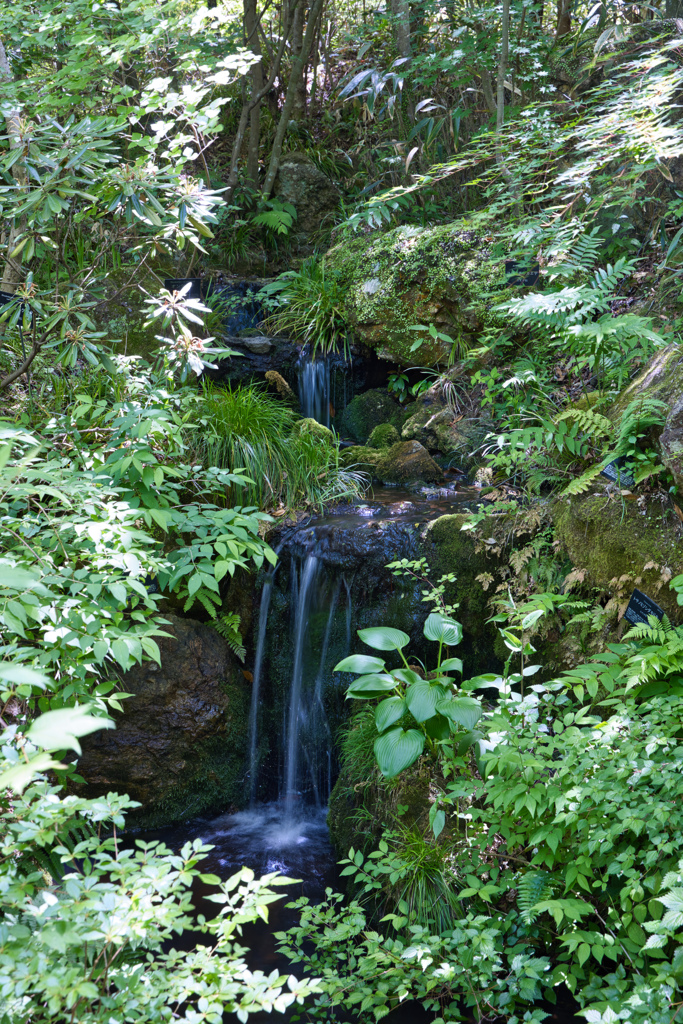 牧野植物園の滝