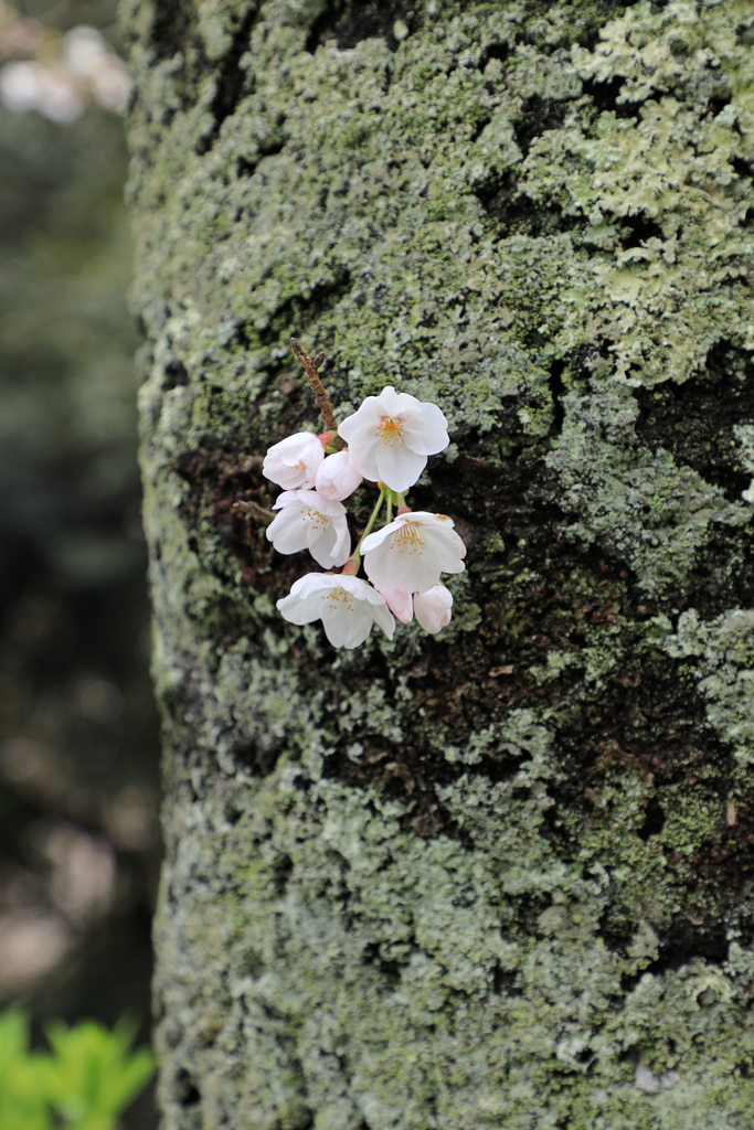 胴咲桜