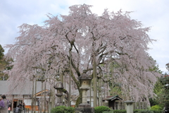 足羽神社の枝垂れ桜５
