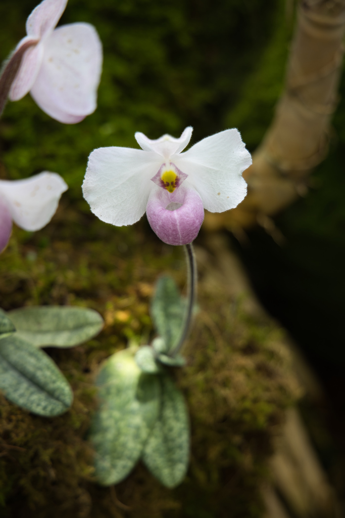 牧野植物園の花１６